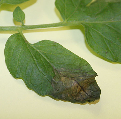 田间摄像头回传的真实番茄叶片